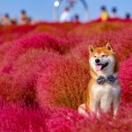 shiba-inu-dog-flower-fields-photography-masayo-ishizuki-japan-18-5cdbf368ca280__700