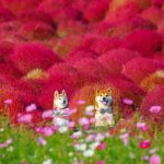 shiba-inu-dog-flower-fields-photography-masayo-ishizuki-japan-19-5cdbf36b1fca9__700