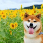 shiba-inu-dog-flower-fields-photography-masayo-ishizuki-japan-2-5cdbf340c5ed9__700