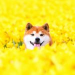 shiba-inu-dog-flower-fields-photography-masayo-ishizuki-japan-21-5cdbf37078609__700