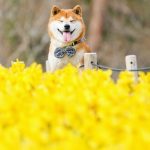 shiba-inu-dog-flower-fields-photography-masayo-ishizuki-japan-22-5cdbf372dc492__700
