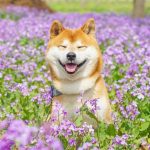 shiba-inu-dog-flower-fields-photography-masayo-ishizuki-japan-24-5cdbf37794320__700