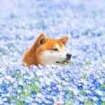 shiba-inu-dog-flower-fields-photography-masayo-ishizuki-japan-28-5cdbf3b7a5285__700