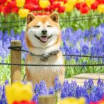 shiba-inu-dog-flower-fields-photography-masayo-ishizuki-japan-29-5cdbf382a3dc2__700