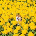 shiba-inu-dog-flower-fields-photography-masayo-ishizuki-japan-3-5cdbf34389c33__700