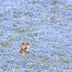 shiba-inu-dog-flower-fields-photography-masayo-ishizuki-japan-5-5cdbf348d73a7__700