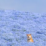 shiba-inu-dog-flower-fields-photography-masayo-ishizuki-japan-5cdbf56f3fa54__700