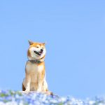 shiba-inu-dog-flower-fields-photography-masayo-ishizuki-japan-5cdbf58d5bbc3__700