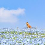 shiba-inu-dog-flower-fields-photography-masayo-ishizuki-japan-7-5cdbf34e50208__700