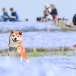 shiba-inu-dog-flower-fields-photography-masayo-ishizuki-japan-8-5cdbf35151343__700