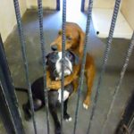 DogsHug-2