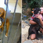 Foto-de-cão-abraçando-seu-amigo-em-abrigo-viraliza-e-acaba-salvando-as-suas-vidas