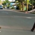 cat-crossing-road-police-officer-indonesia-2-5df8a462e71a2__700