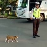 cat-crossing-road-police-officer-indonesia-3-5df8a4642c27d__700