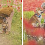 Neto registra o lindo vínculo entre sua avó e seu Shiba Inu em 30 fotos maravilhosas-capa