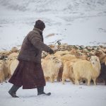 Why-Cashmere-Is-So-Expensive-5e3dd8f3051f9__880