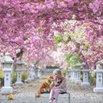 grandmother-dog-shiba-inu-photos-yasuto-10-5e3d177428610__700