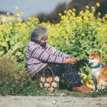 grandmother-dog-shiba-inu-photos-yasuto-17-5e3d17878b37c__700