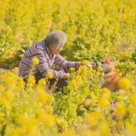grandmother-dog-shiba-inu-photos-yasuto-18-5e3d178a8f077__700