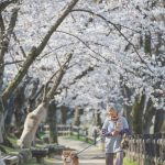 grandmother-dog-shiba-inu-photos-yasuto-32-5e3d17b24e309__700