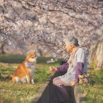 grandmother-dog-shiba-inu-photos-yasuto-34-5e3d17b71f609__700