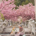 grandmother-dog-shiba-inu-photos-yasuto-38-5e3d17c13221c__700