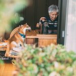 grandmother-dog-shiba-inu-photos-yasuto-40-5e3d17c63025a__700