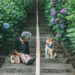 grandmother-dog-shiba-inu-photos-yasuto-57-5e3d17f838515__700