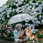 grandmother-dog-shiba-inu-photos-yasuto-67-5e3d1b47c2690__700