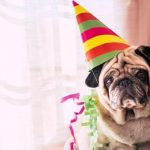 _110427944_dog3