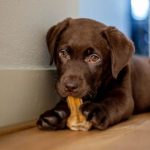 _110439096_dog4