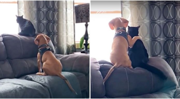 Beagle é registrado em vídeo abraçando seu 'irmão gato': "Passaram a tarde observando pássaros'