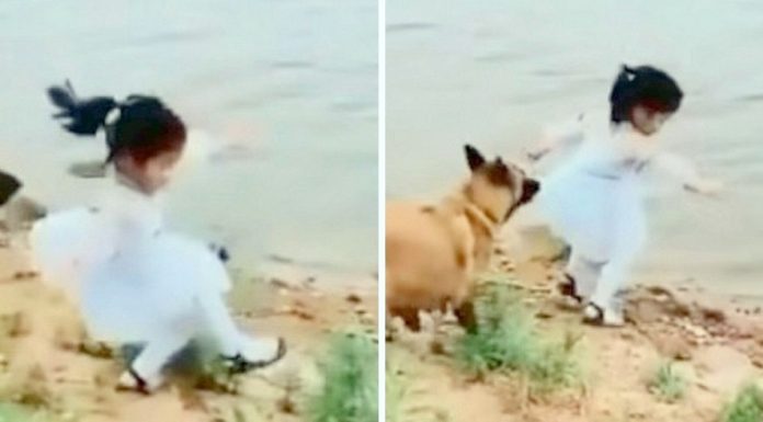 Cachorro agarra menina pela roupa e a impede de cair em lago na Índia