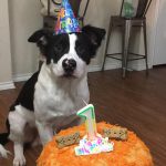 Couple-Gets-Dog-Every-Anniversary-4