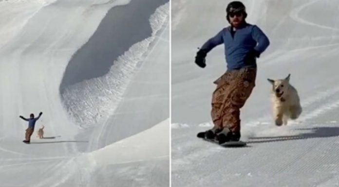 Golden retriever se diverte com seu dono snowboarder em montanha congelada