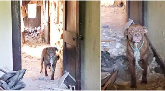 Cadelinha se mostra assustada e agressiva ao ser resgatada: "Ela tinha 6 filhotes escondidos"