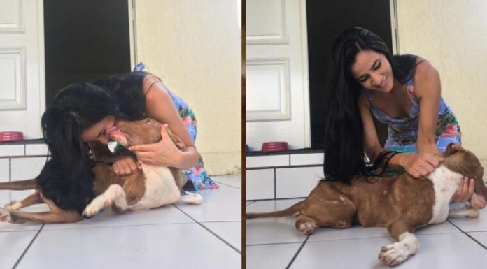 Pit bull abandonado em estrada por ter deficiência nas pernas é adotado por casal de RO