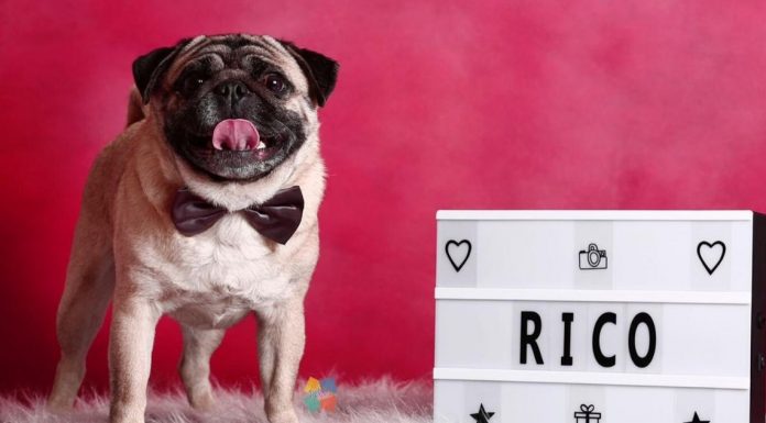 Pug vira 'dog influencer' e encanta seguidores com fotos inusitadas nas redes sociais