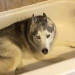 Husky1-1110x630