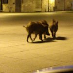 animals-in-streets-during-coronavirus-quarantine-1-5e70e3c8316a5__700