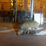 animals-in-streets-during-coronavirus-quarantine-2-5e70e3cadf021__700