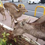 animals-in-streets-during-coronavirus-quarantine-5e70e598da656__700