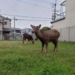 animals-in-streets-during-coronavirus-quarantine-5e70e5b568723__700