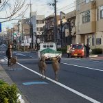 animals-in-streets-during-coronavirus-quarantine-5e70e60a34524__700