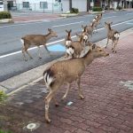 animals-in-streets-during-coronavirus-quarantine-5e70e6652d431__700