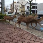 animals-in-streets-during-coronavirus-quarantine-5e70e66743d7b__700