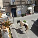 animals-in-streets-during-coronavirus-quarantine-5e721c4eec1f6__700