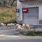animals-in-streets-during-coronavirus-quarantine-5e721d38e0f01__700