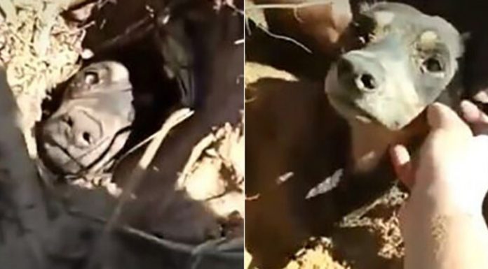 Cachorrinho que havia sido enterrado vivo é salvo por animais e humanos em Balneário Rincão
