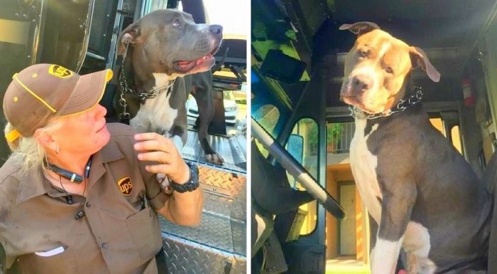Após perder sua dona, Pit Bull implora a motorista de UPS que o adote e leve para casa